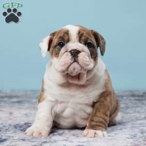 Jenna, Miniature Bulldog Puppy